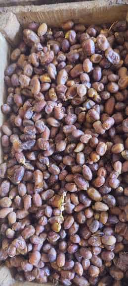 تصویر 2 از قیمت عمده خرما صنعتی